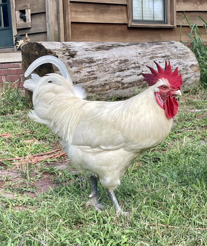 Poultry and Supplies