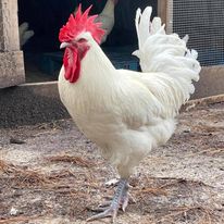 White American Bresse Chicks