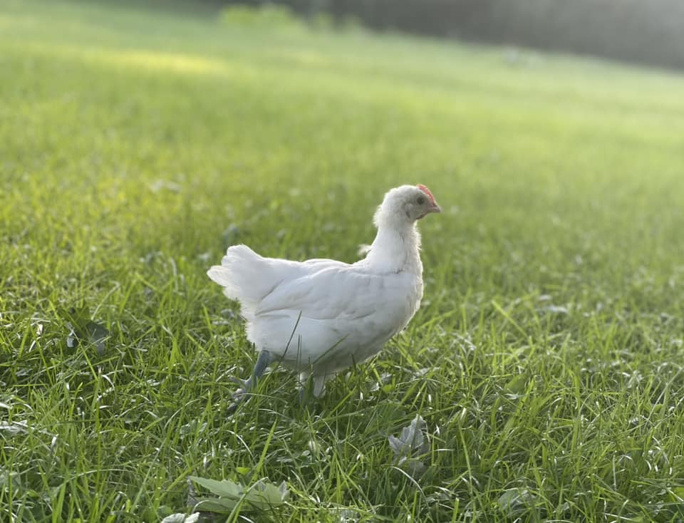 White American Bresse Chicks