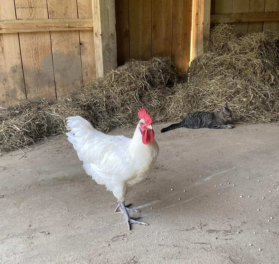 White American Bresse Chicks