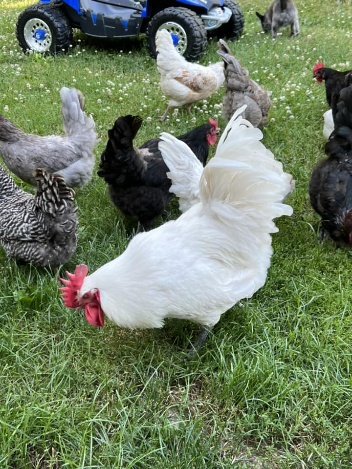 White American Bresse Chicks