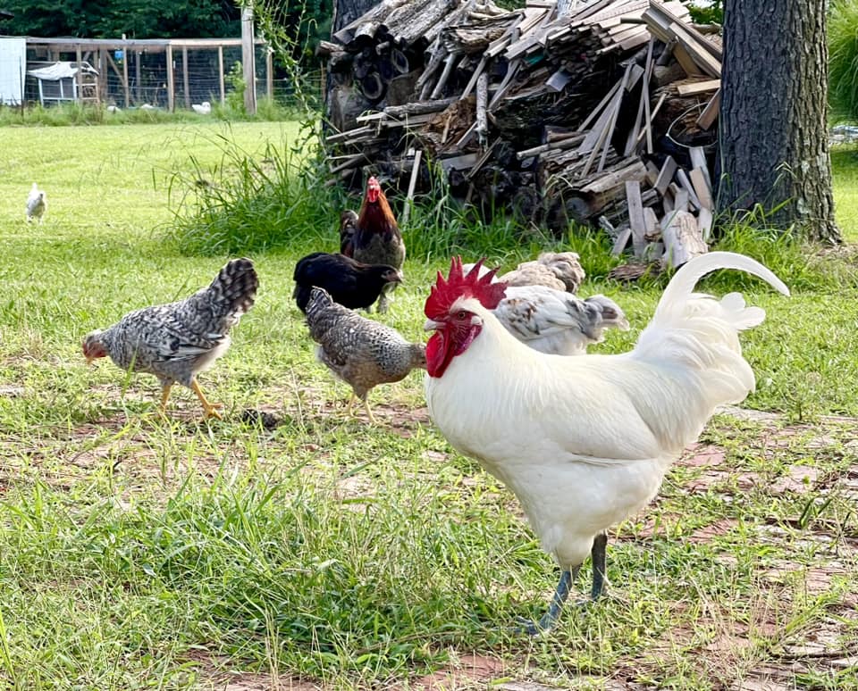White American Bresse Chicks