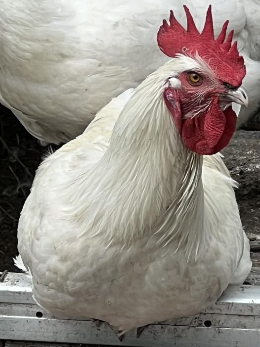 White American Bresse Chicks