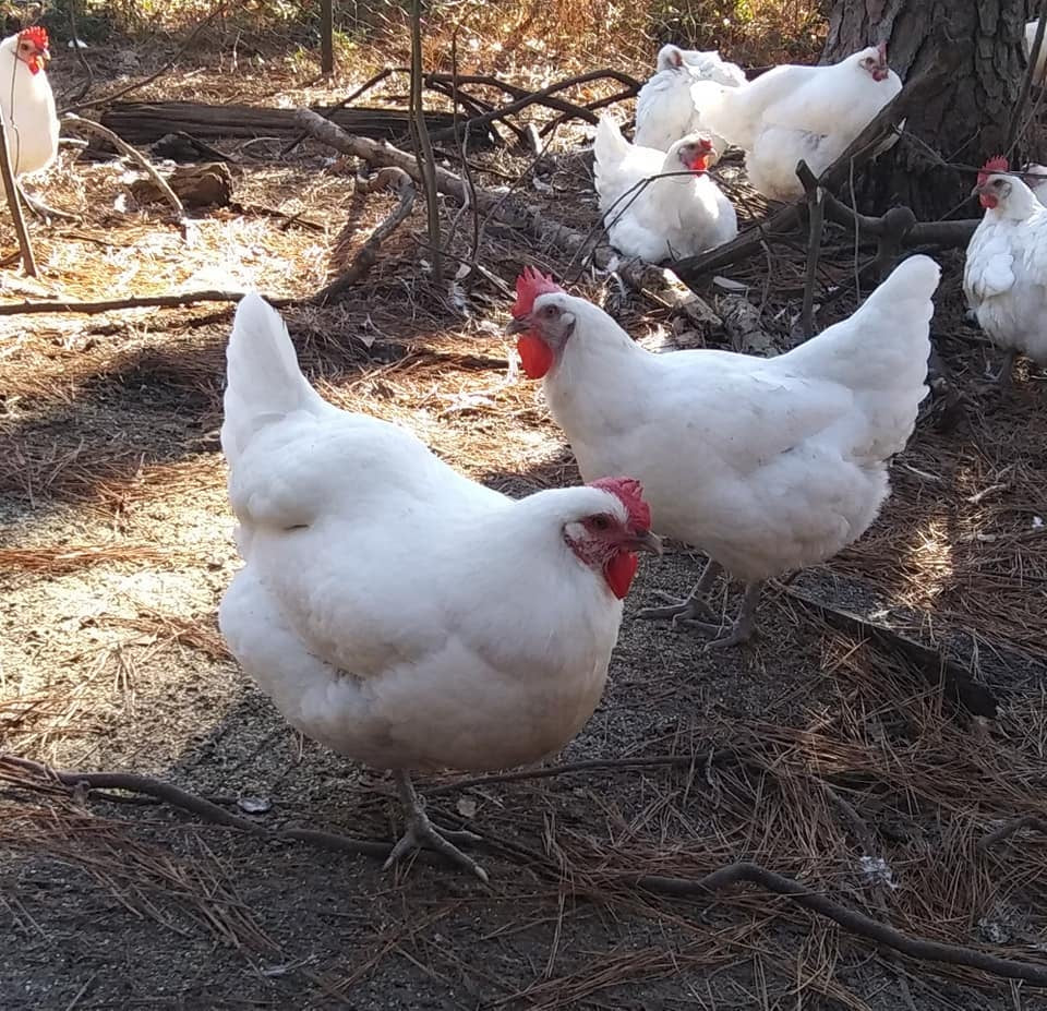 White American Bresse Chicks