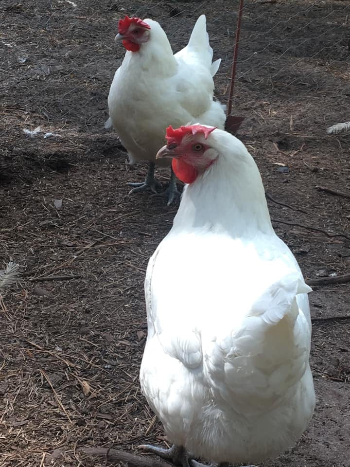 White American Bresse Chicks