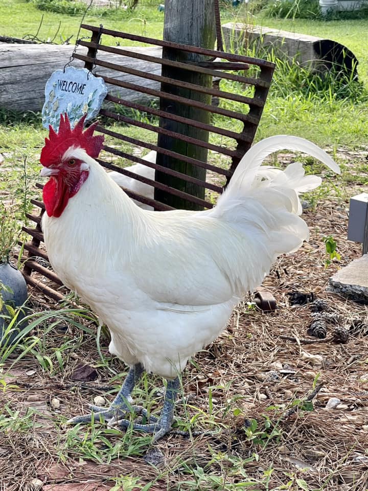 White American Bresse Chicks