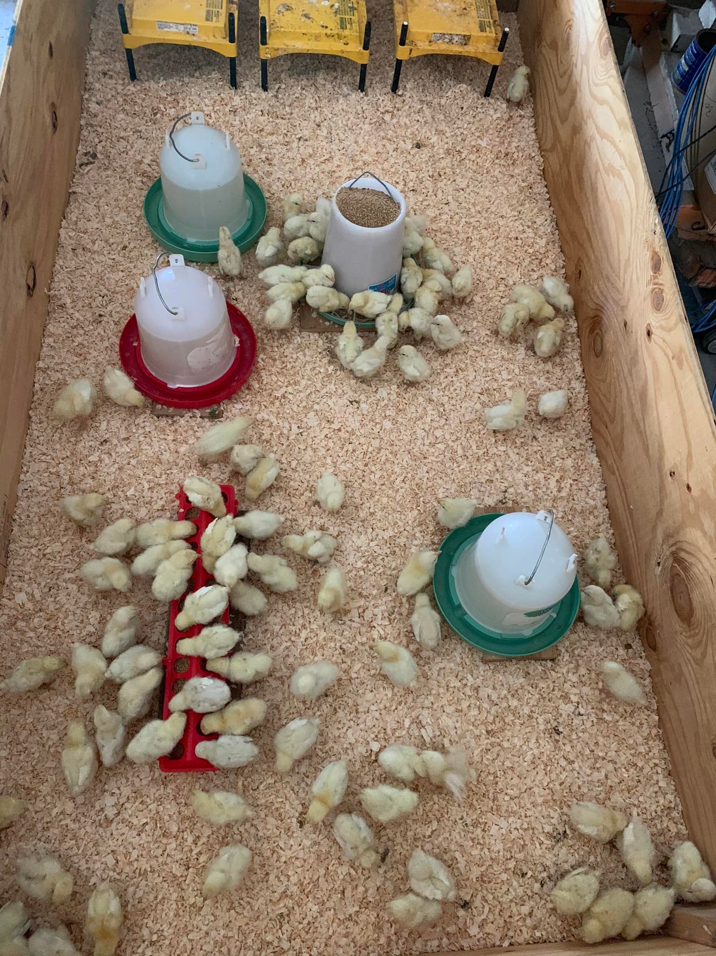 White American Bresse Chicks