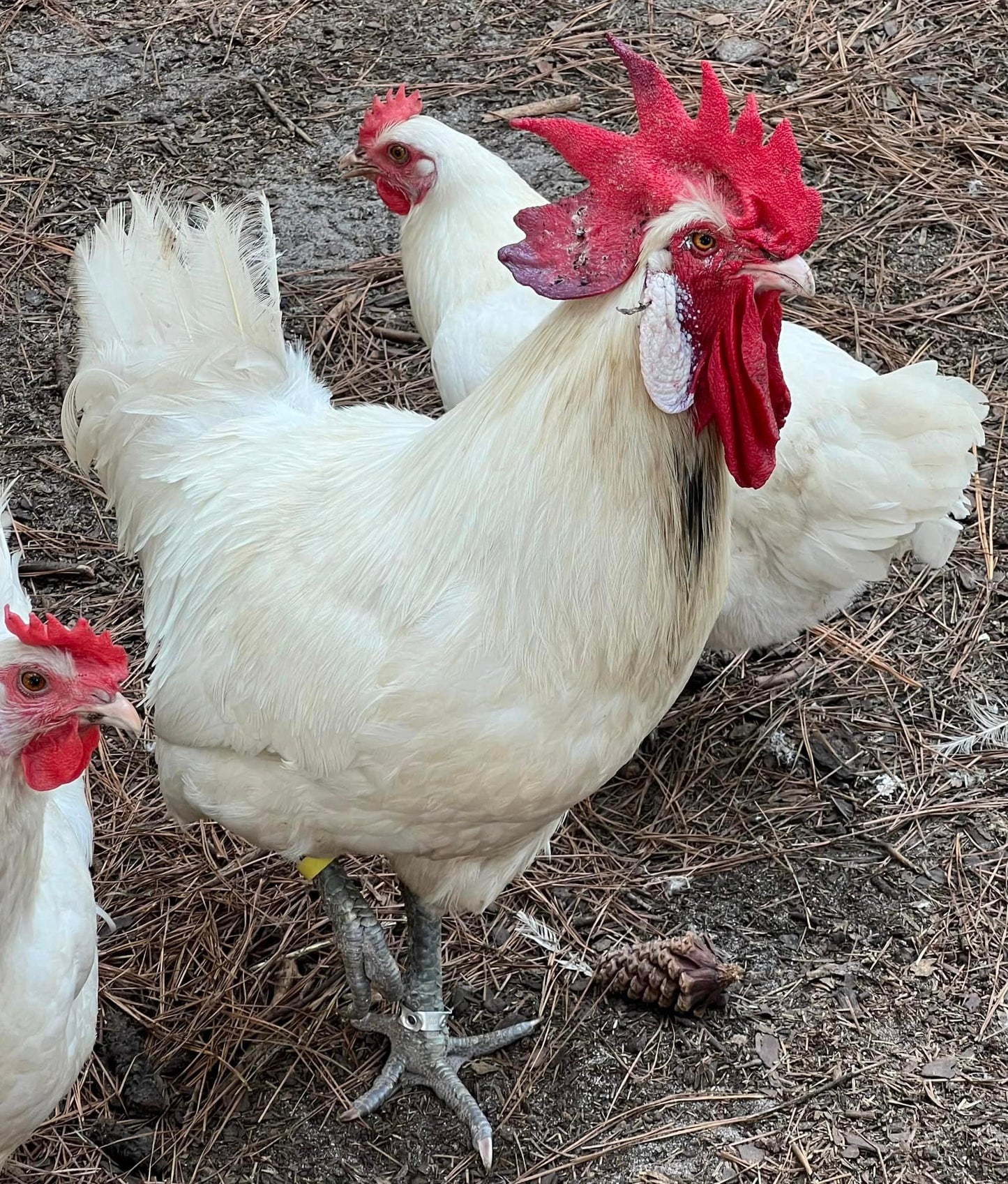 White American Bresse Chicks