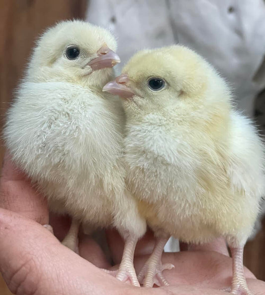 From Around the Homestead-Esther's Chicks-