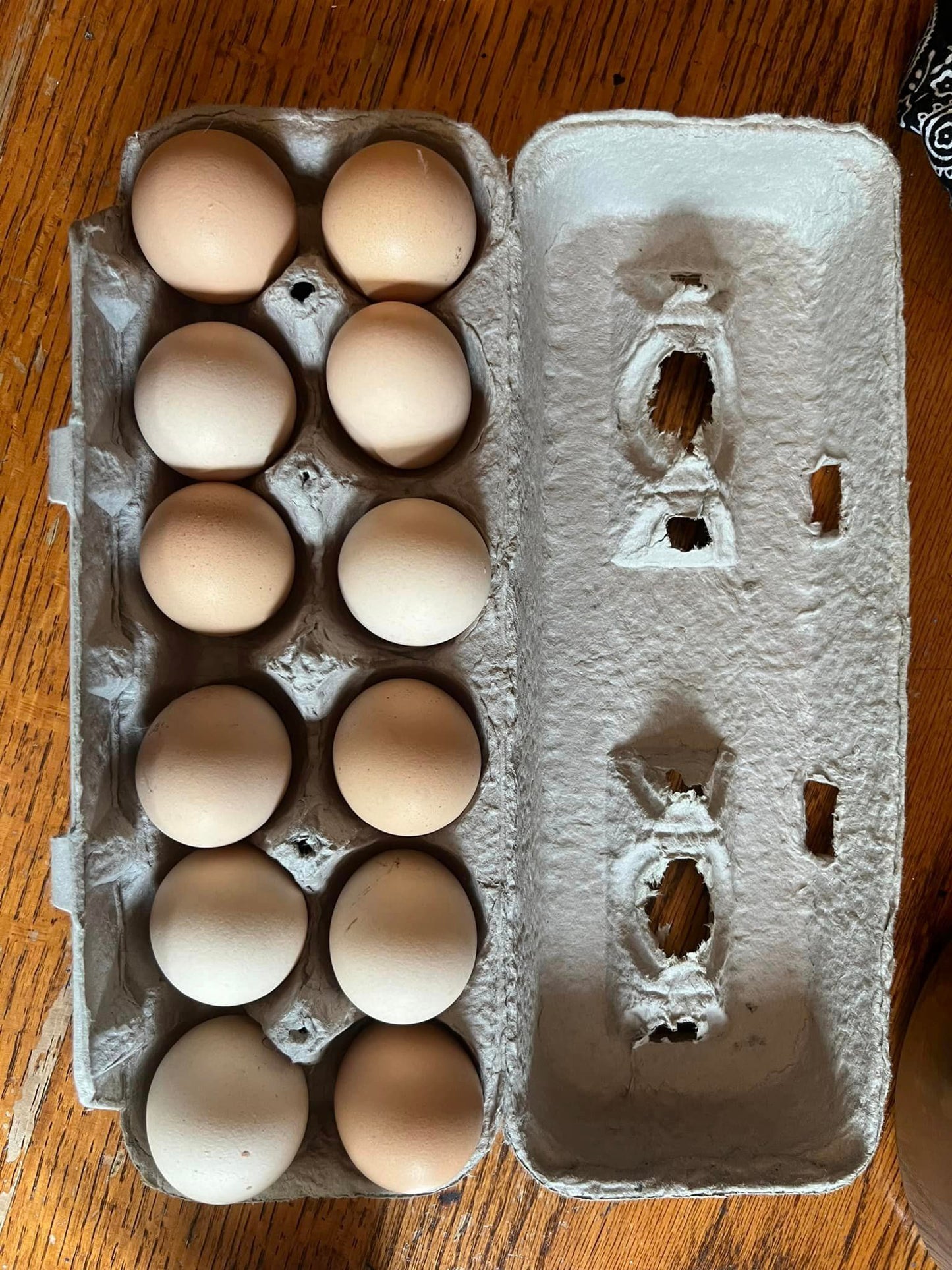 White American Bresse Chicks